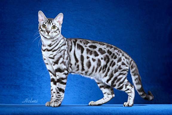 silver-bengal-cat_zps61be7f60.jpg