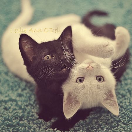 [Image: black-and-orange-kittens.jpg]