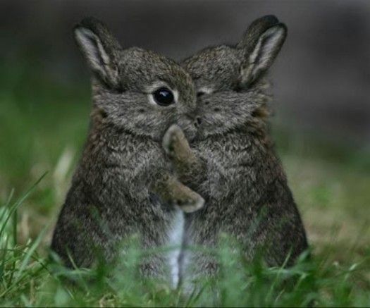 [Image: bunnies-hugging.jpg]