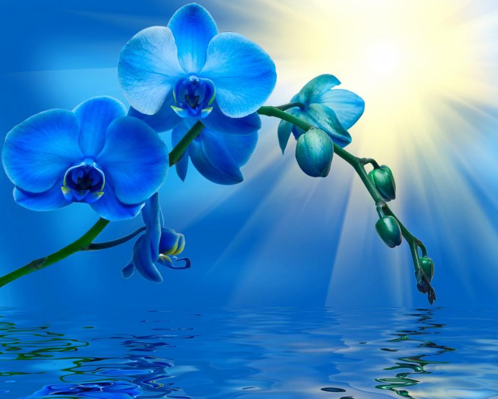 http://i1284.photobucket.com/albums/a564/krasi68/flowers/blue_orchid_zpsd8b8ecd1.jpg