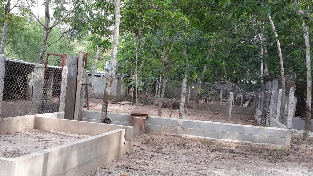 Cần Bán Gấp Trang Trại Cây Cao Su ,Cây Ăn Trái & Chăn Nuôi Gia Súc ( 6 Hecta ) - 16