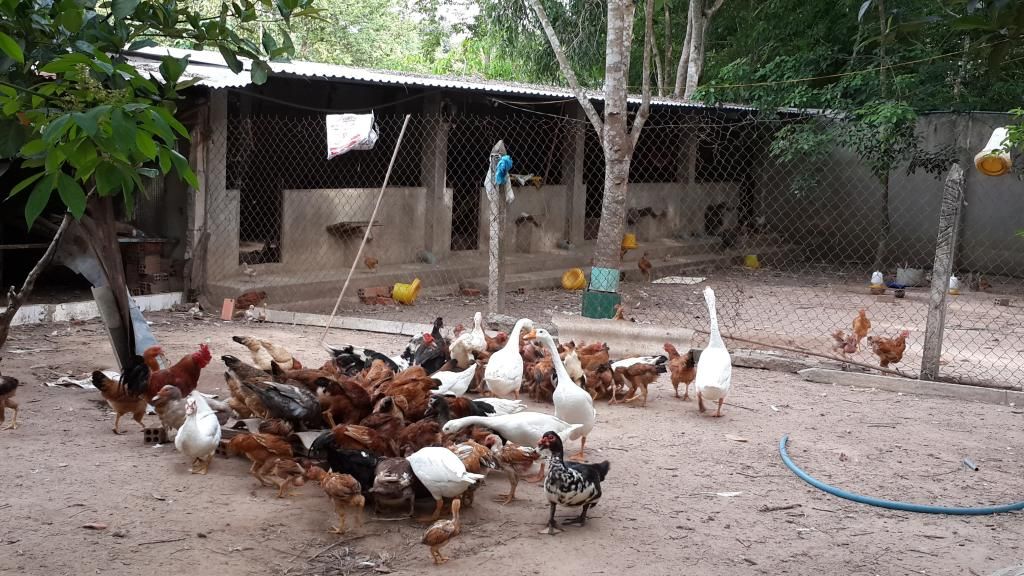 Cần Bán Gấp Trang Trại Cây Cao Su ,Cây Ăn Trái & Chăn Nuôi Gia Súc ( 6 Hecta ) - 15