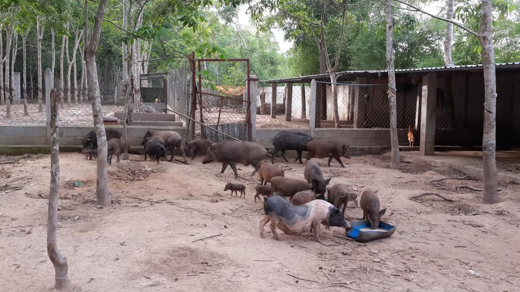 Cần Bán Gấp Trang Trại Cây Cao Su ,Cây Ăn Trái & Chăn Nuôi Gia Súc ( 6 Hecta ) - 14