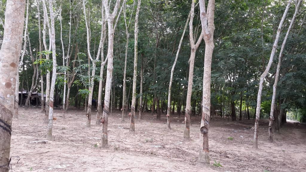 Cần Bán Gấp Trang Trại Cây Cao Su ,Cây Ăn Trái & Chăn Nuôi Gia Súc ( 6 Hecta ) - 13