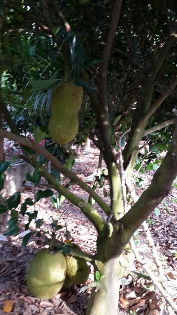 Cần Bán Gấp Trang Trại Cây Cao Su ,Cây Ăn Trái & Chăn Nuôi Gia Súc ( 6 Hecta ) - 17