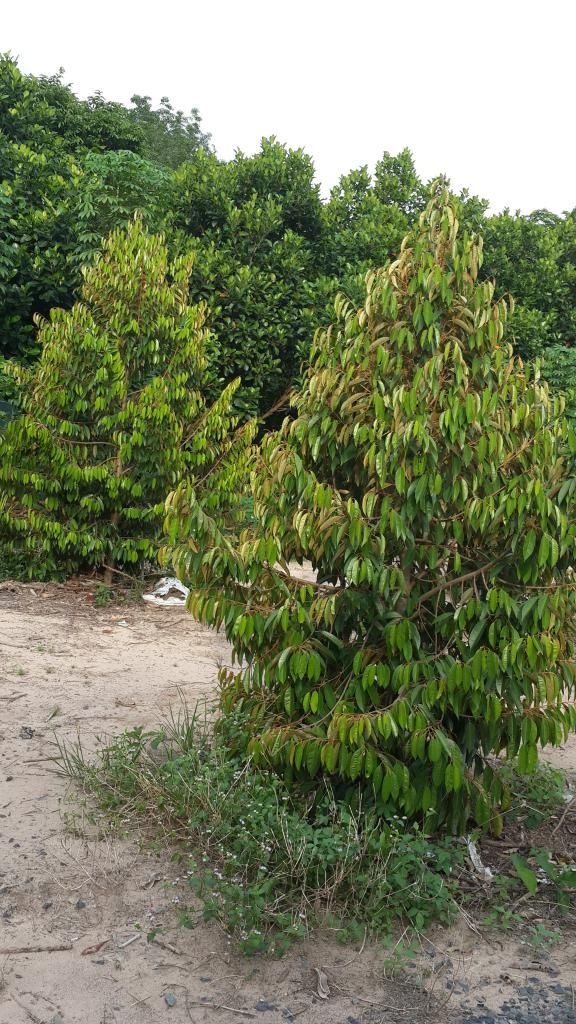 Cần Bán Gấp Trang Trại Cây Cao Su ,Cây Ăn Trái & Chăn Nuôi Gia Súc ( 6 Hecta ) - 18