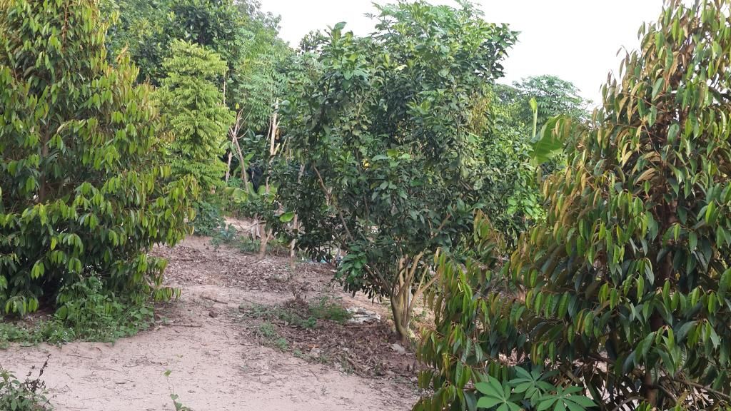 Cần Bán Gấp Trang Trại Cây Cao Su ,Cây Ăn Trái & Chăn Nuôi Gia Súc ( 6 Hecta ) - 19