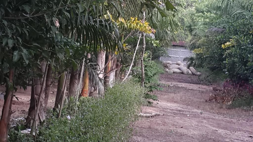 Cần Bán Gấp Trang Trại Cây Cao Su ,Cây Ăn Trái & Chăn Nuôi Gia Súc ( 6 Hecta ) - 20