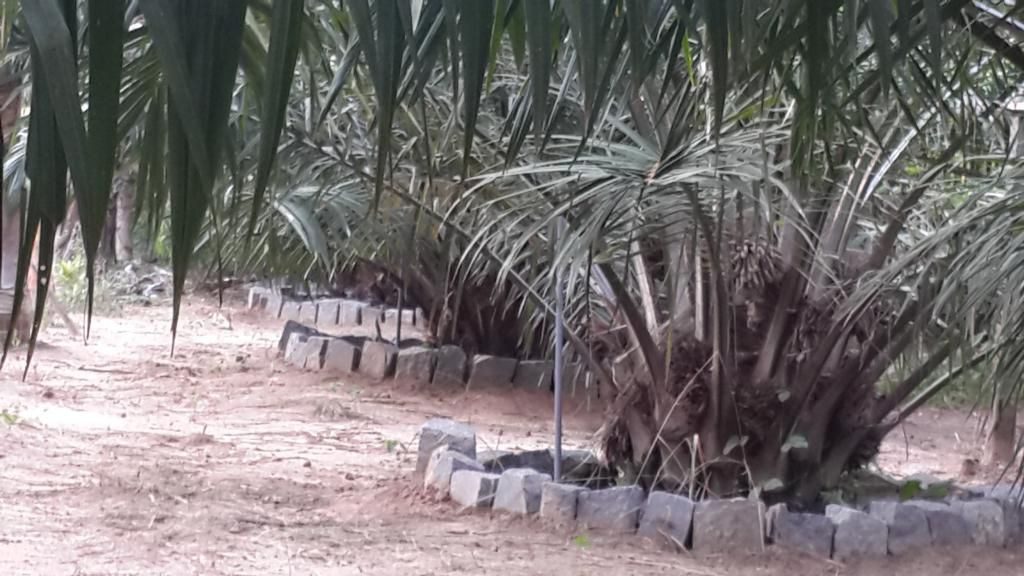 Cần Bán Gấp Trang Trại Cây Cao Su ,Cây Ăn Trái & Chăn Nuôi Gia Súc ( 6 Hecta ) - 21