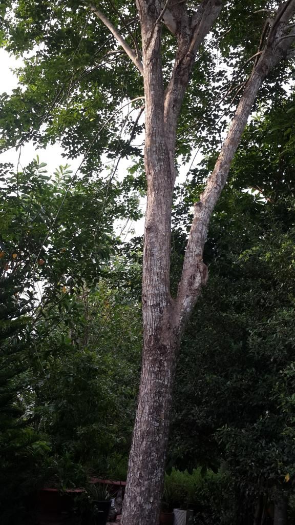 Cần Bán Gấp Trang Trại Cây Cao Su ,Cây Ăn Trái & Chăn Nuôi Gia Súc ( 6 Hecta ) - 3