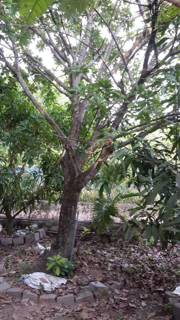 Cần Bán Gấp Trang Trại Cây Cao Su ,Cây Ăn Trái & Chăn Nuôi Gia Súc ( 6 Hecta ) - 4