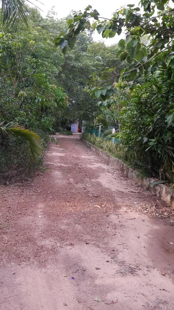 Cần Bán Gấp Trang Trại Cây Cao Su ,Cây Ăn Trái & Chăn Nuôi Gia Súc ( 6 Hecta ) - 5