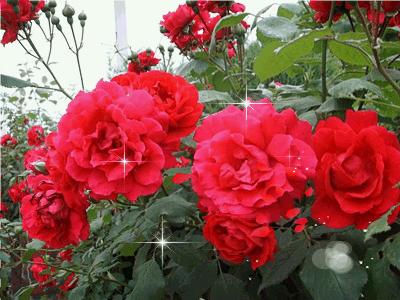 photo 8893478_88a69774_zpsydnlkqdu.gif