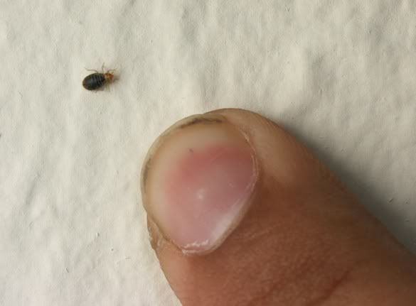 Fleas Or Bed Bugs On me and the bug i found