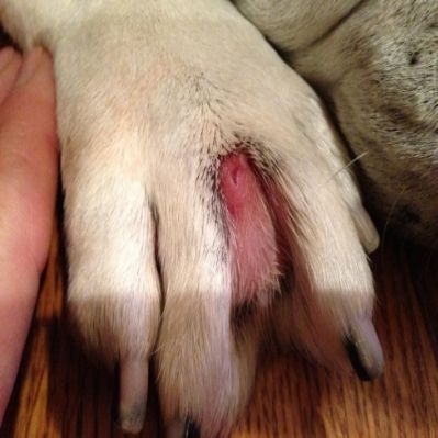 furuncle dog paw treatment