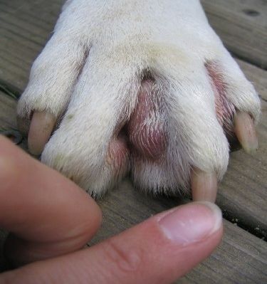 furuncle dog paw treatment