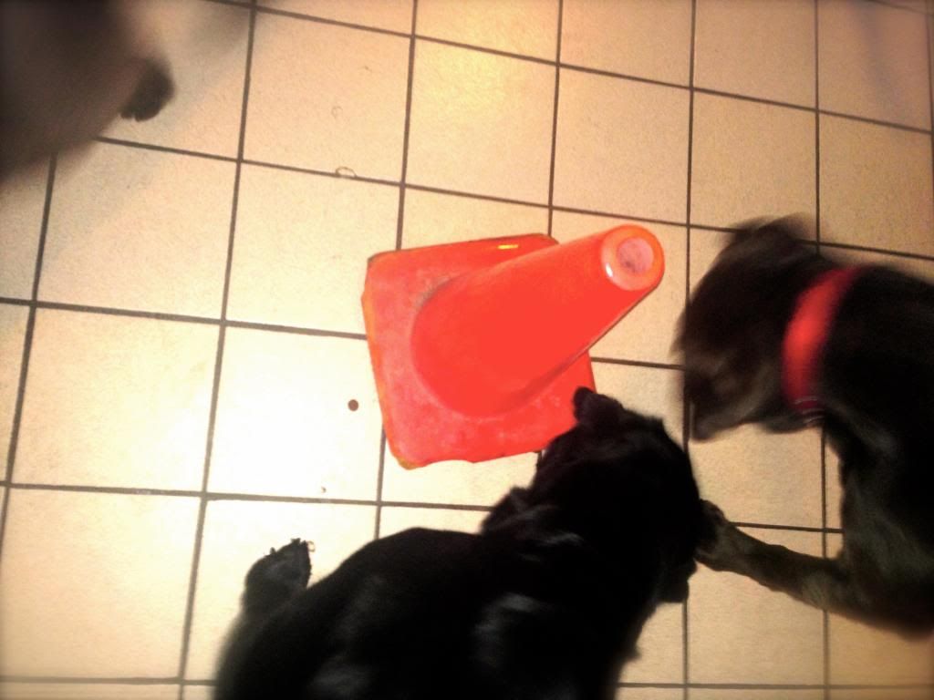 Dogs searching for food under a weighted cone