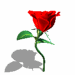  photo Dancing-flower-Rose-animation_zps54dbc4c3.gif