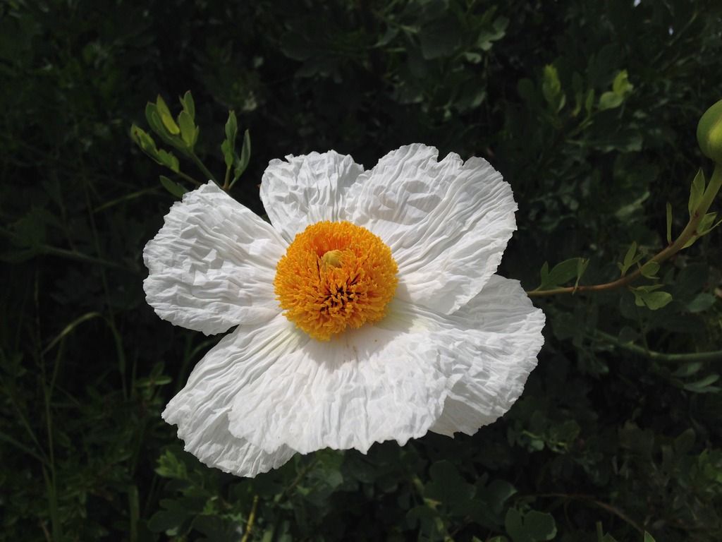 A5C4BE31-929A-4488-83EB-3AA40ECEE3E8_zpsga7jnfnb.jpg