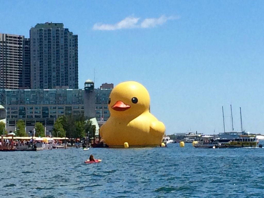 Duck_zpsipkpf8pn.jpg