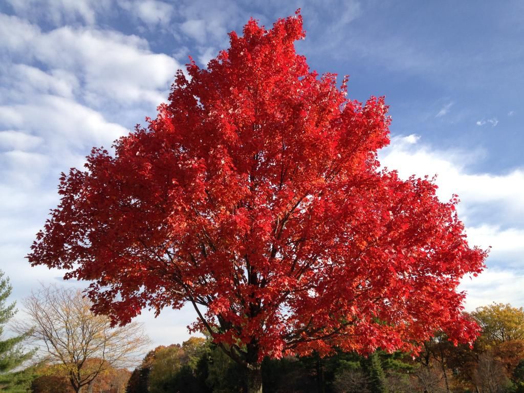 Leaves1_zps8050916a.jpg