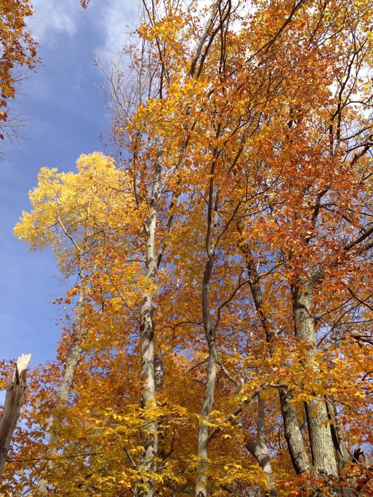 Leaves4_zps815efafe.jpg