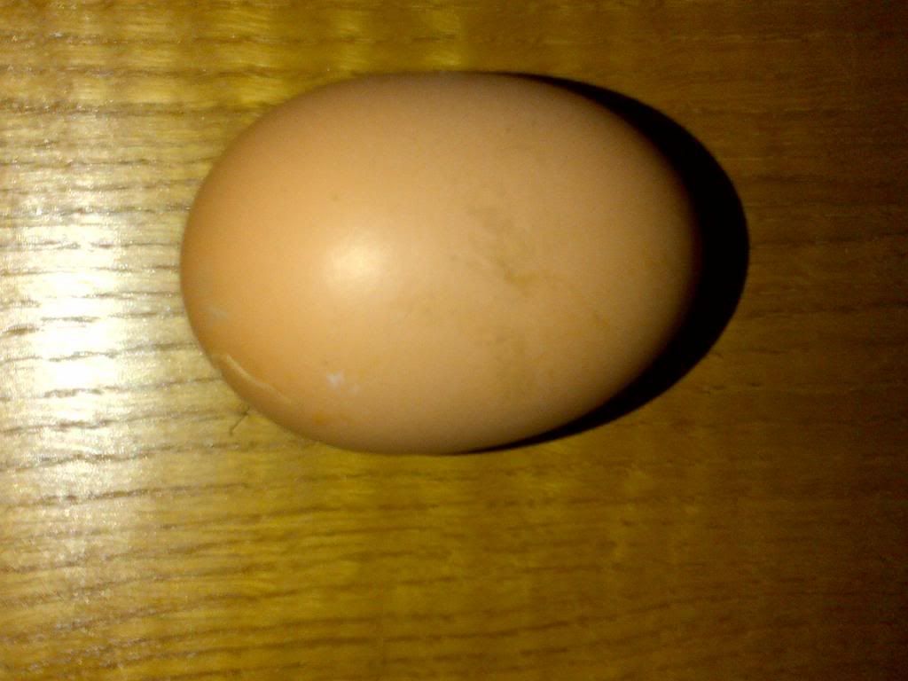 bigegg_zpsa0e0145b.jpg