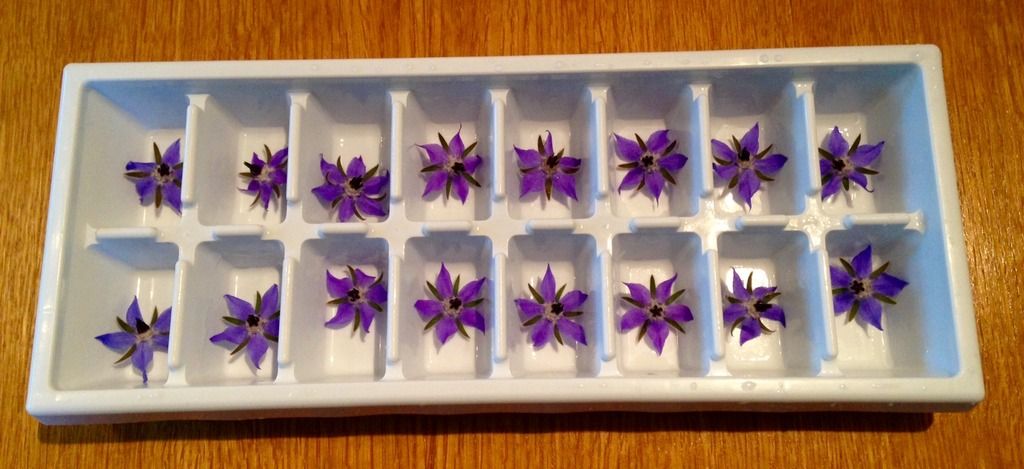 borage%20ice%20cubes_zpsqnklhvrl.jpg