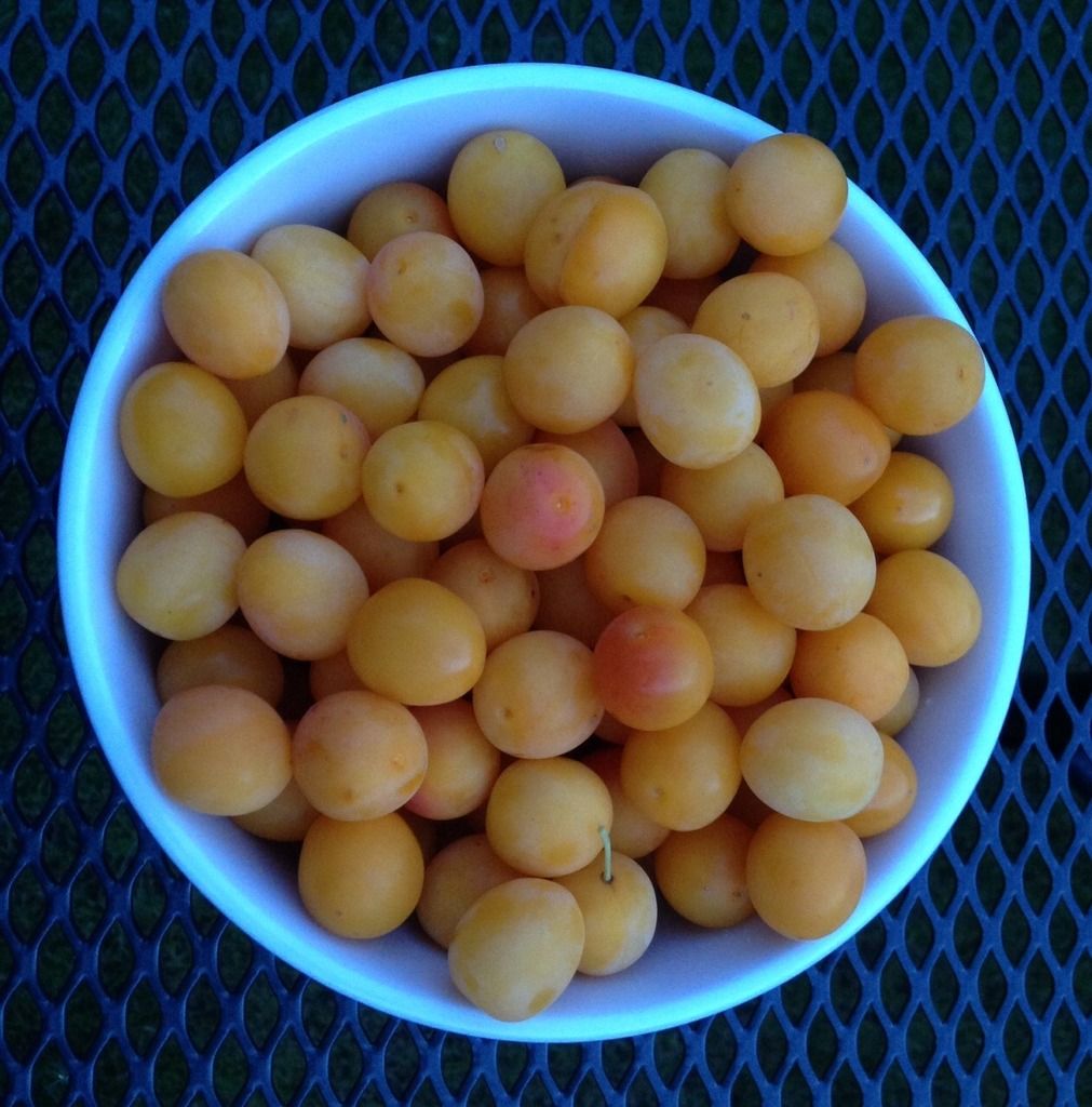 cherry%20plums_zpsbe6kjkdp.jpg