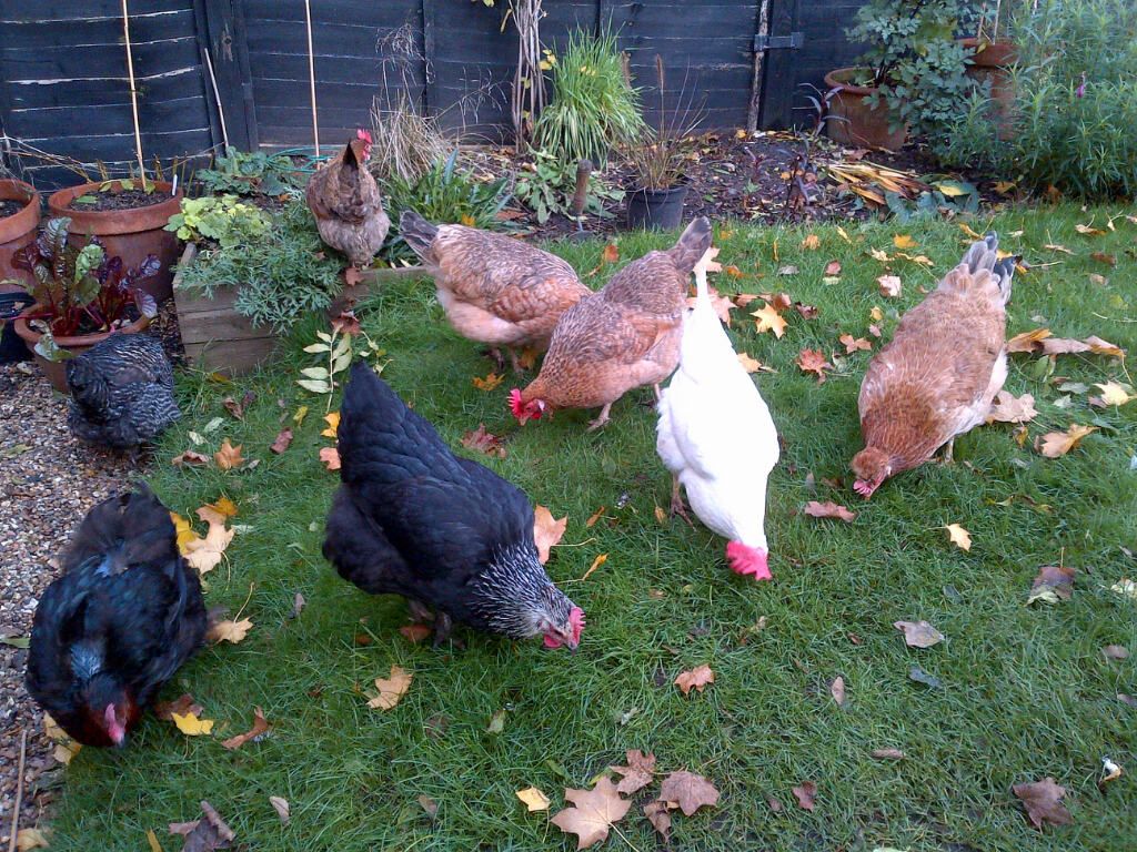 chickens_zps80953a10.jpg