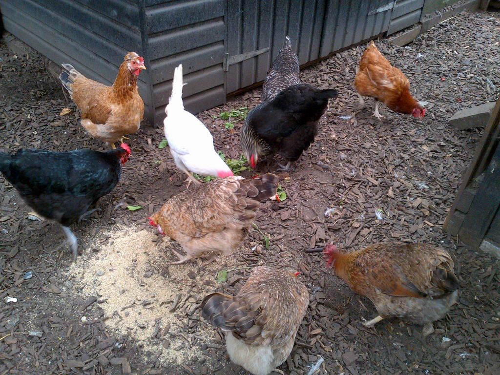 chickens_zpsb2b43004.jpg
