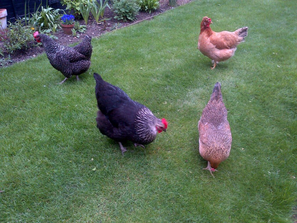 chooks_zps329fe091.jpg