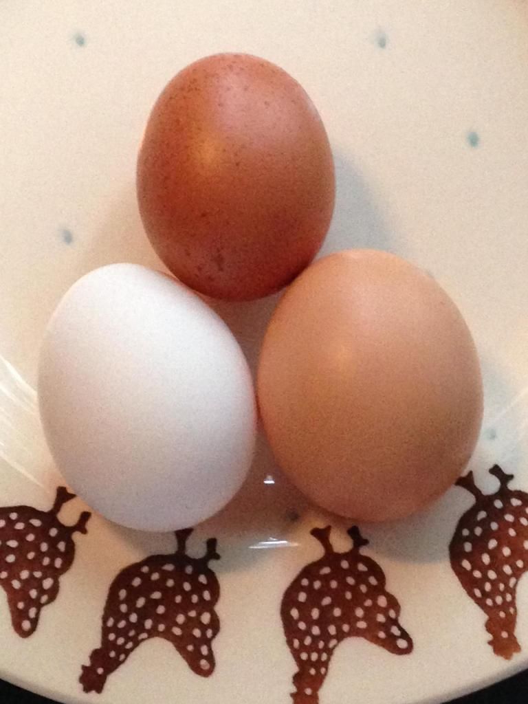 eggs_zps66645de2.jpg
