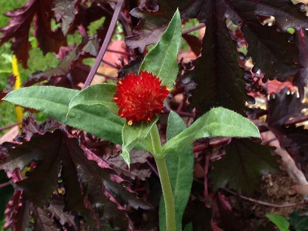 flower1_zpsbnvsnxze.jpg
