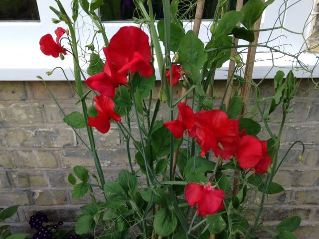 sweetpeas_zpsa10c57ad.jpg