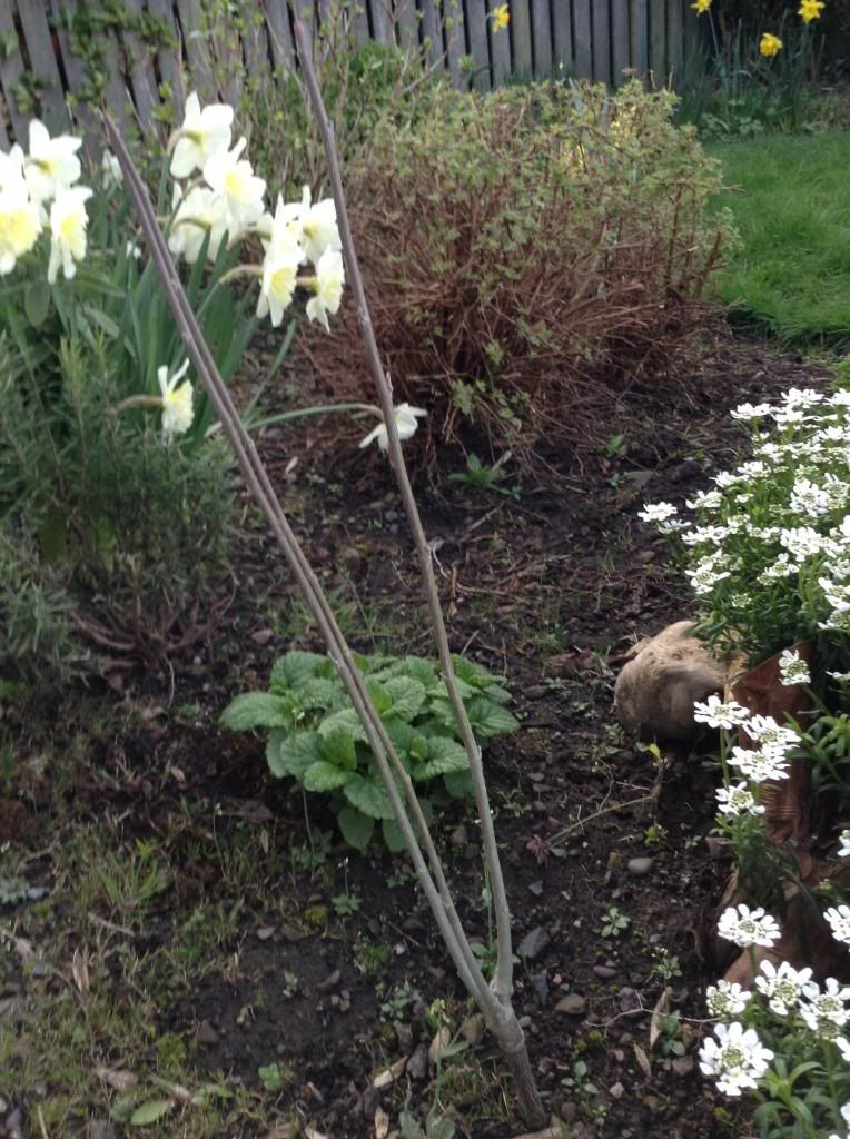 twig2_zps92238464.jpg