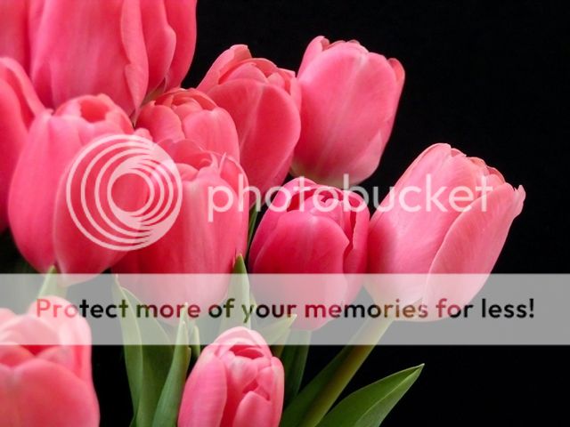 http://i1284.photobucket.com/albums/a564/krasi68/flowers/PinkTulips_705_zpsc2183899.jpg