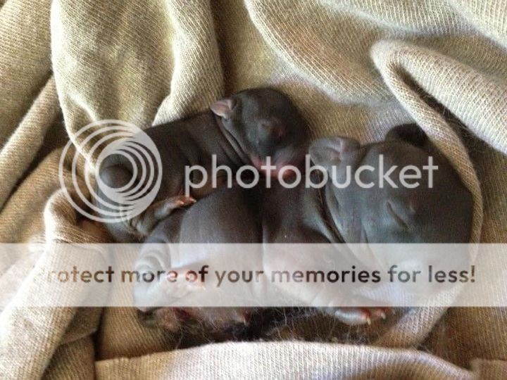 Breeds that produce peanuts? | Rabbit Talk - Meat Rabbit & Farming Forum