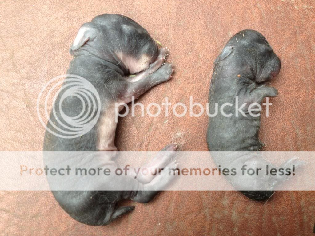 Breeds that produce peanuts? | Rabbit Talk - Meat Rabbit & Farming Forum