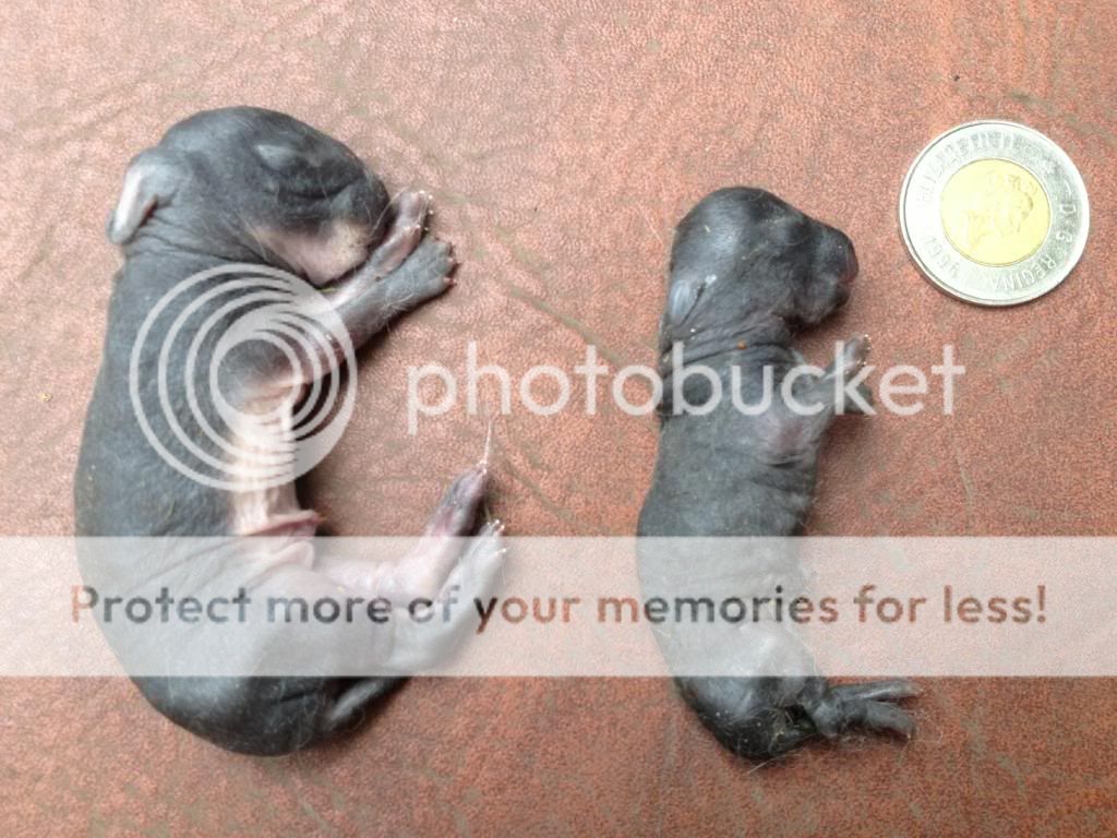 Breeds that produce peanuts? | Rabbit Talk - Meat Rabbit & Farming Forum